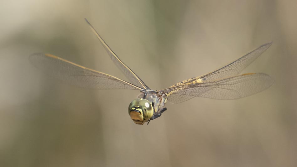 JX248688 Anax papuensis (Australian Emperor) in flight.jpg